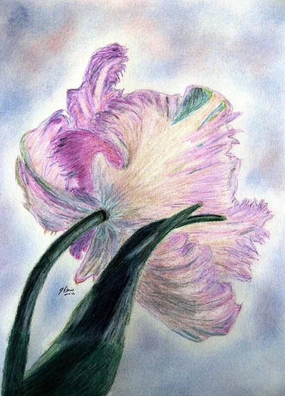 Mauve Parrot Tulips Art Print featuring the drawing Queen Of Spring by Angela Davies