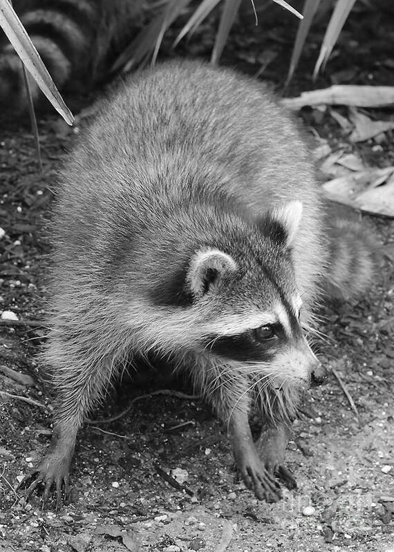 Animal Art Print featuring the photograph Raccoon - Black and White by Carol Groenen