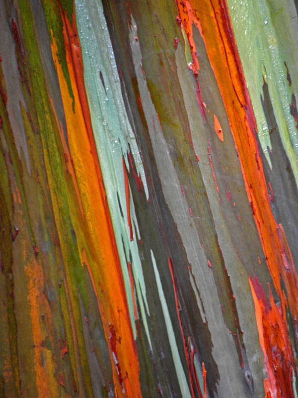 Rainbow Cypress Art Print featuring the photograph Rainbow Eucalyptus Tree by Elizabeth Hoskinson