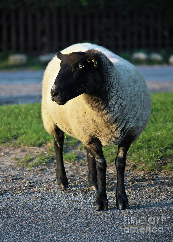 Sheep Art Print featuring the photograph Ram Raider by Terri Waters