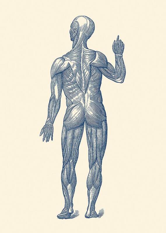 Skeleton Art Print featuring the drawing Rear View - Human Muscle System - Vintage Anatomy by Vintage Anatomy Prints