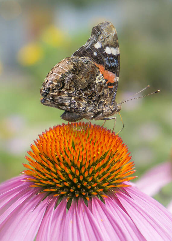 Echinacea Purpura Art Print featuring the photograph Red Admiral butterfly on coneflower by Jim Hughes