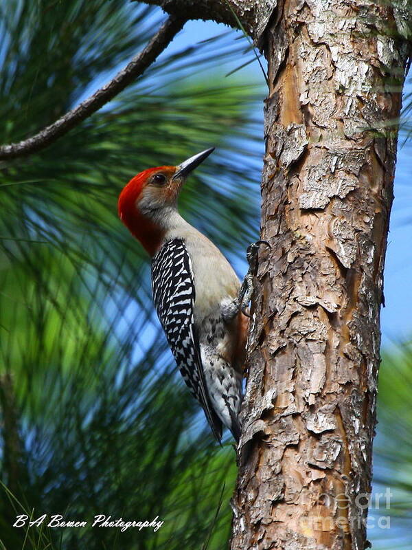 Red-bellied Woodpecker Art Print featuring the photograph Red-bellied Woodpecker by Barbara Bowen