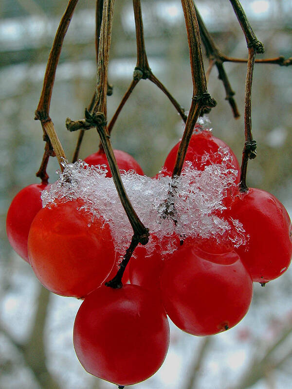 Red Art Print featuring the photograph Red Berries in Winter by Juergen Roth