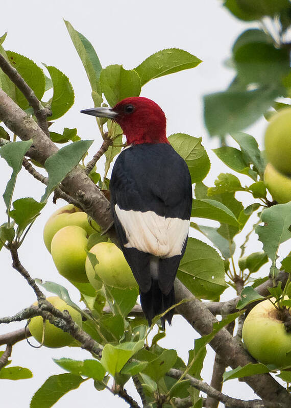 Red-headed Woodpecker Art Print featuring the photograph Red-Headed Woodpecker by Holden The Moment