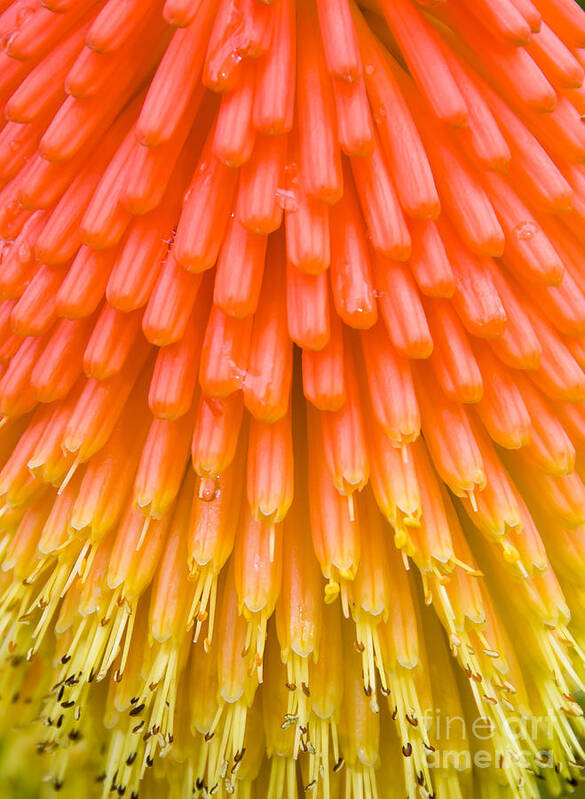 Flowers Art Print featuring the photograph Red Hot Poker flower close up by Colin Rayner