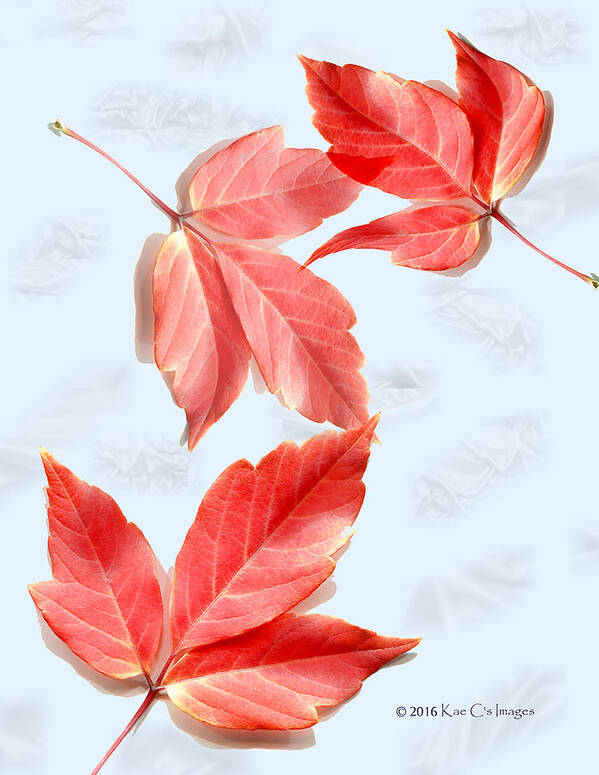 Red Leaves Art Print featuring the photograph Red Leaves on Blue texture by Kae Cheatham