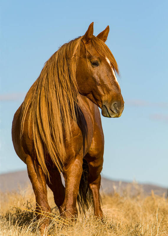 Wild Horse Art Print featuring the photograph Red Lion by Kent Keller