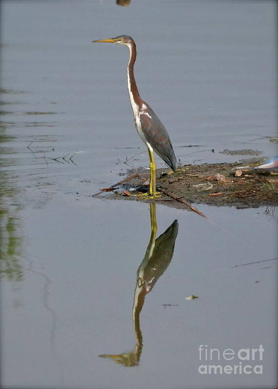 Heron Art Print featuring the photograph Reflecting Heron by Carol Bradley