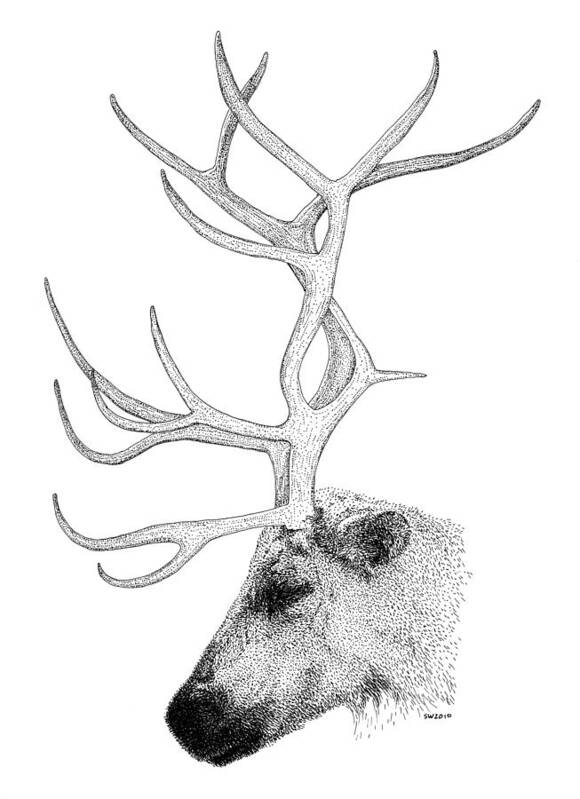 Reindeer Art Print featuring the drawing Reindeer by Scott Woyak