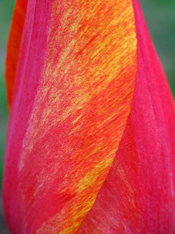 Tulip Art Print featuring the photograph Rembrandt Tulip Petals by Juergen Roth