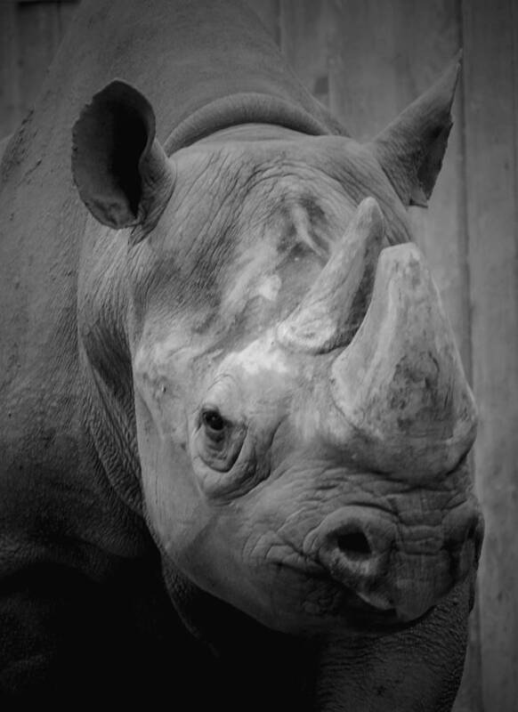 Rhinoceros Art Print featuring the photograph Rhinoceros - Lincoln Park Zoo B n W by Richard Andrews