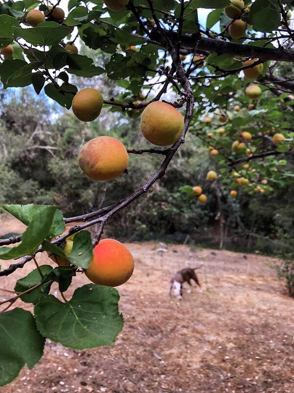 Fruit Art Print featuring the photograph Ripening Apricots and a dog by Dina Calvarese