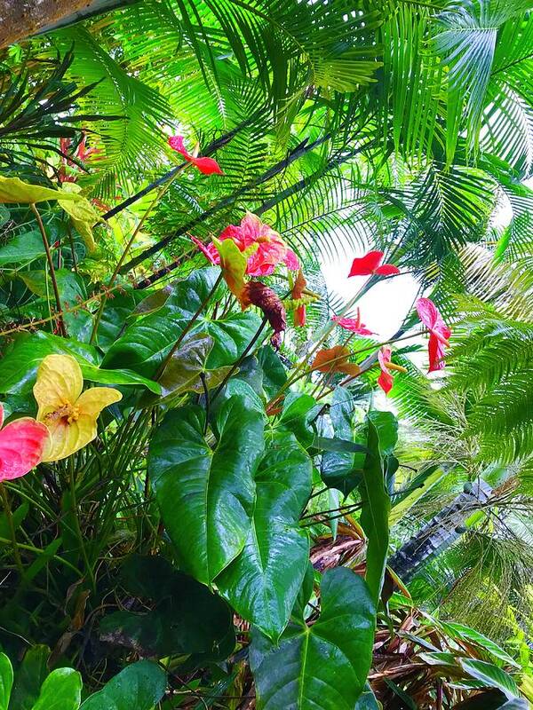 #flowersofaloha #flowers # Flowerpower #aloha #hawaii #aloha #puna #pahoa #thebigisland #anthuriums #ferns Art Print featuring the photograph Robins Garden with Anthuriums and Ferns by Joalene Young