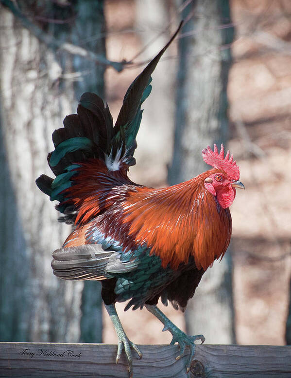 Rooster Art Print featuring the photograph Rooster Red by Terry Kirkland Cook