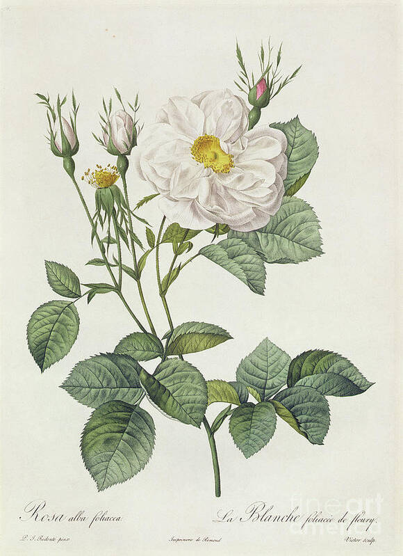 Rosa Art Print featuring the drawing Rosa Alba Foliacea by Pierre Joseph Redoute
