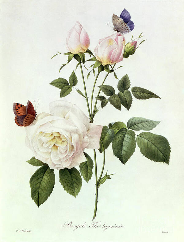 Rosa Art Print featuring the painting Rosa Bengale the Hymenes by Pierre Joseph Redoute