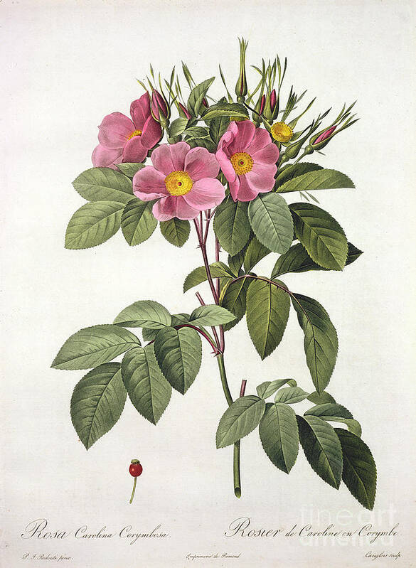 Rosa Art Print featuring the drawing Rosa Carolina Corymbosa by Pierre Joseph Redoute