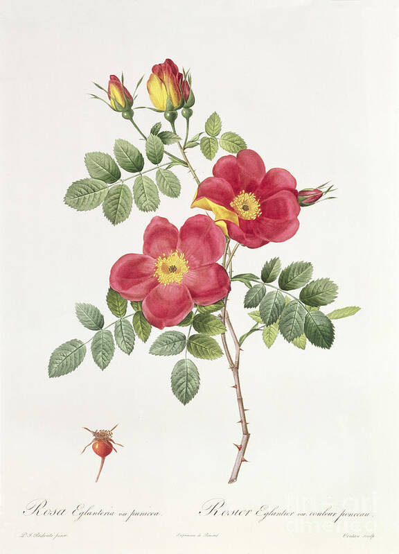 Rosa Art Print featuring the drawing Rosa Eglantera Punicea by Pierre Joseph Redoute