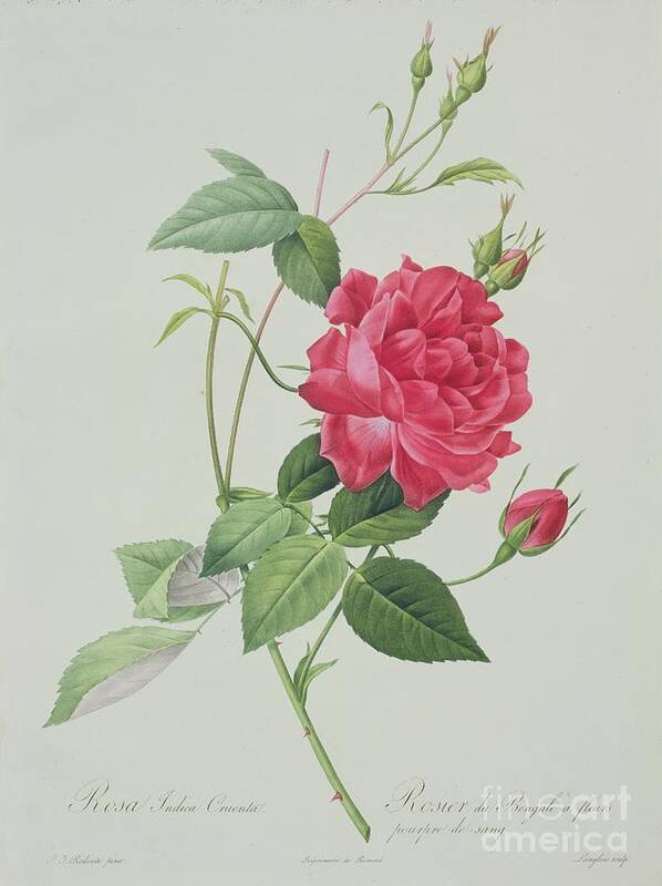 Red Art Print featuring the drawing Rosa indica cruenta by Pierre Joseph Redoute
