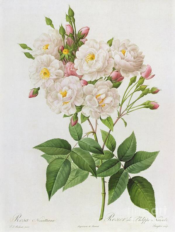 Rosa Art Print featuring the painting Rosa Noisettiana by Pierre Joseph Redoute