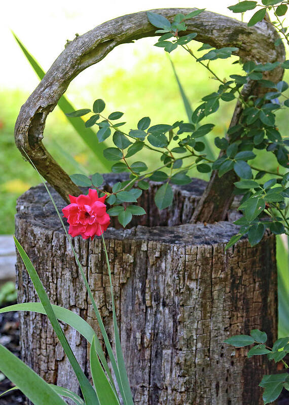 Rose On Wood Art Print featuring the photograph Rose on Wood by PJQandFriends Photography