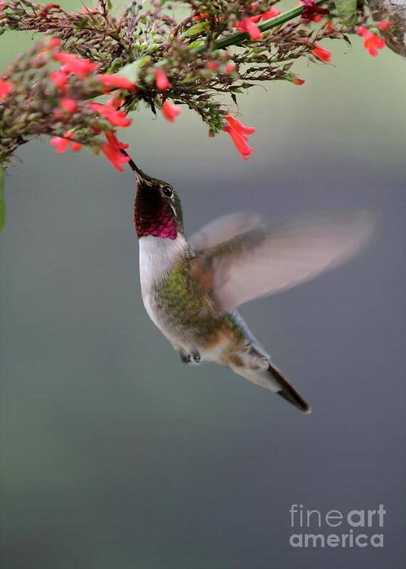 Hummingbird Art Print featuring the photograph Ruby Throated Hummingbird by Sabrina L Ryan