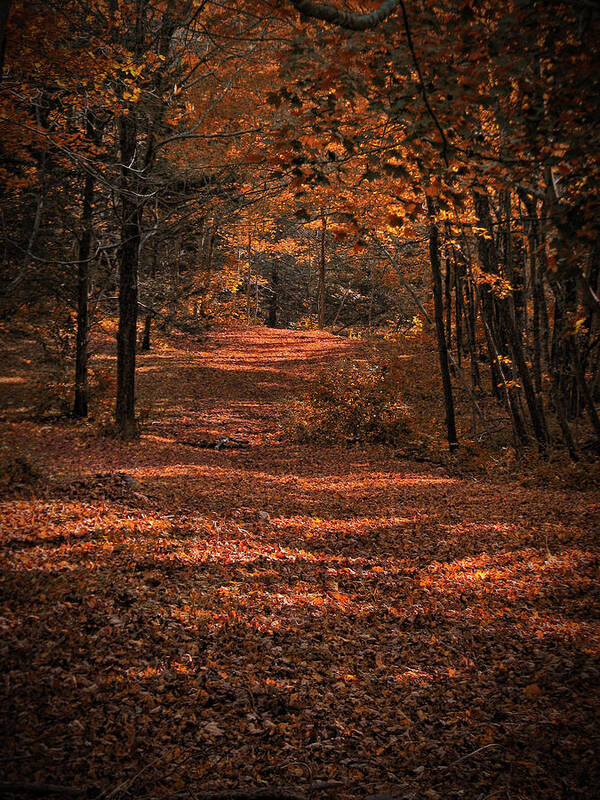 Autumn Art Print featuring the photograph Rustling Pathway by Gary Blackman