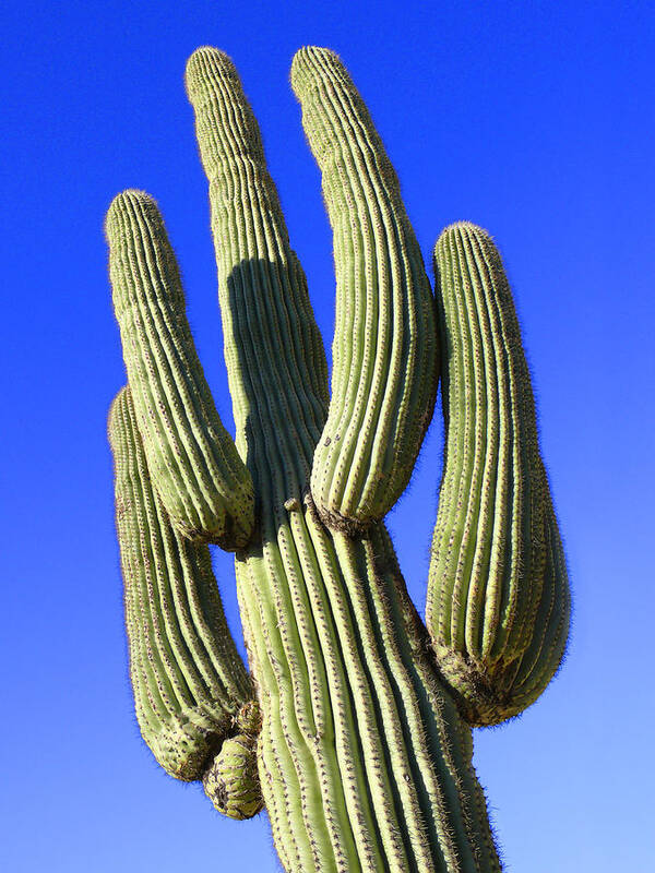 Desert Art Print featuring the photograph Saguaro Cactus - Arizona by Mike McGlothlen