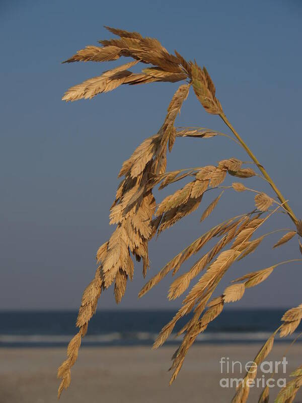 Sea Oats Art Print featuring the photograph Sea Oats at Hunting Island State Park by Anna Lisa Yoder