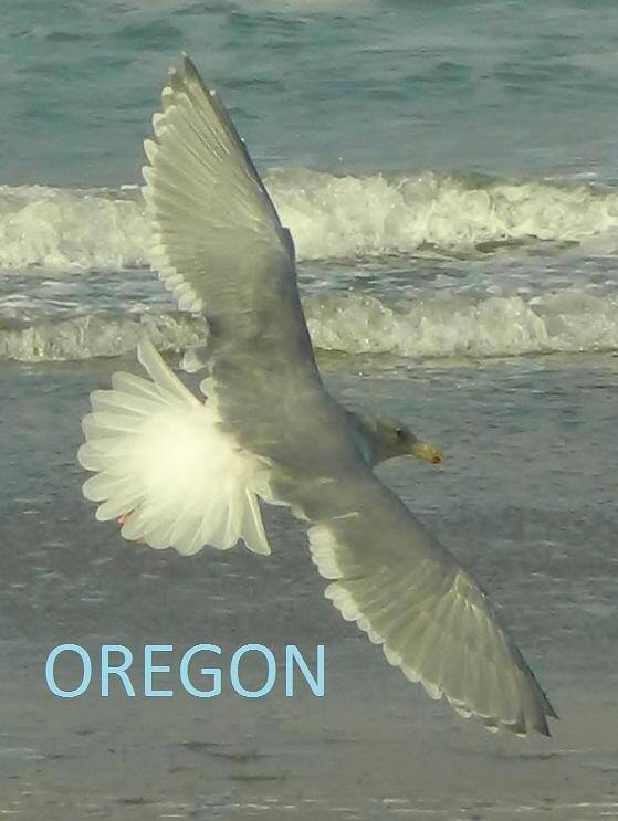 Seagull Art Print featuring the photograph Seagull Beauty by Gallery Of Hope 