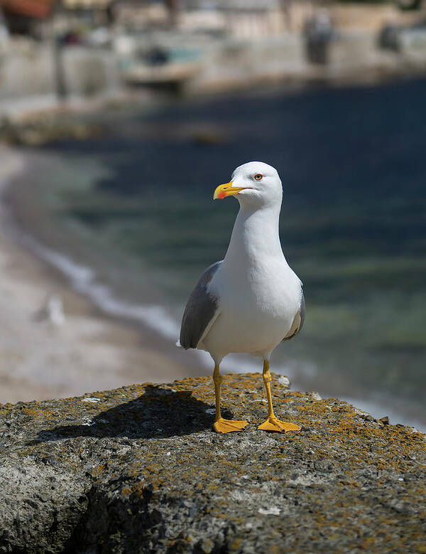 Seagull Art Print featuring the photograph Seagull on focus, close-up view by Radoslav Nedelchev