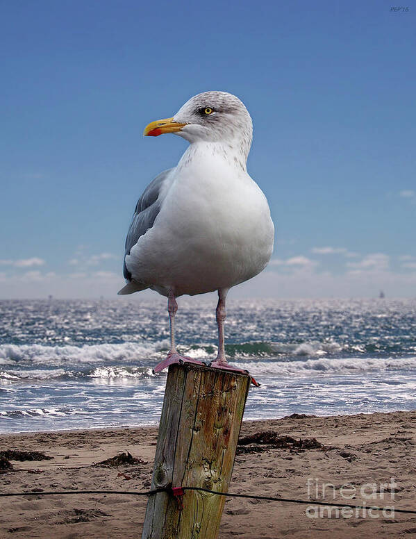 Seagull Art Print featuring the photograph Seagull On The Shoreline by Phil Perkins
