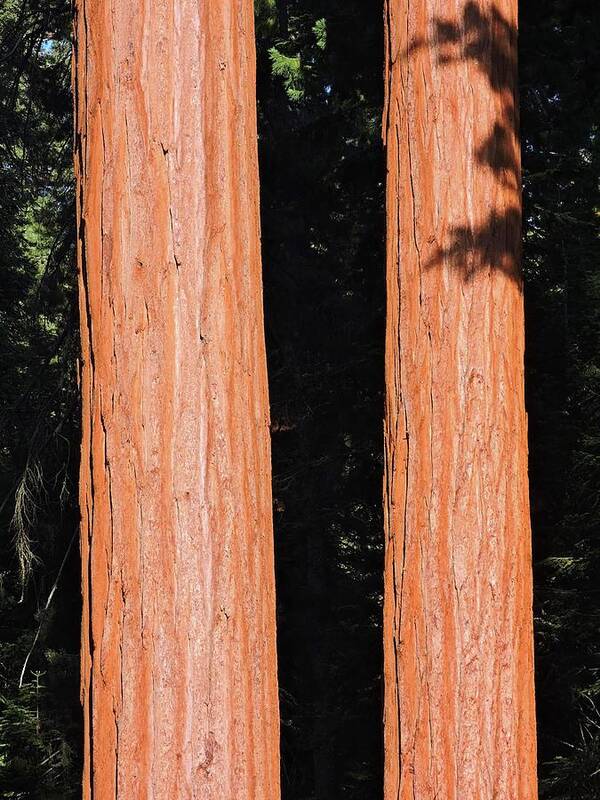 Sequoia Art Print featuring the photograph Sequoia Trunks by Connor Beekman