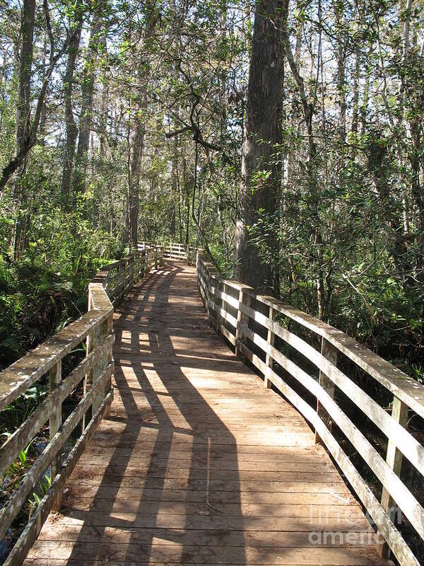 Boardwalk Art Print featuring the photograph Shadows On A Boardwalk Through The Swamp by Christiane Schulze Art And Photography