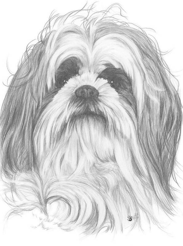 Designer Dog Art Print featuring the drawing Shih-Poo by Barbara Keith