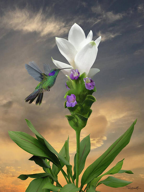 Flower Art Print featuring the digital art Siam Sparkling Curcuma and Hummingbird by M Spadecaller