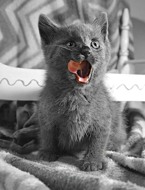 Silly Baby Kitten Art Print featuring the photograph Silly Baby Kitten Face by Ally White