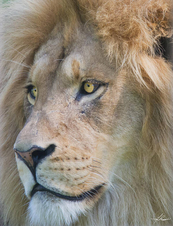 Lion Art Print featuring the photograph Lion by Phil And Karen Rispin