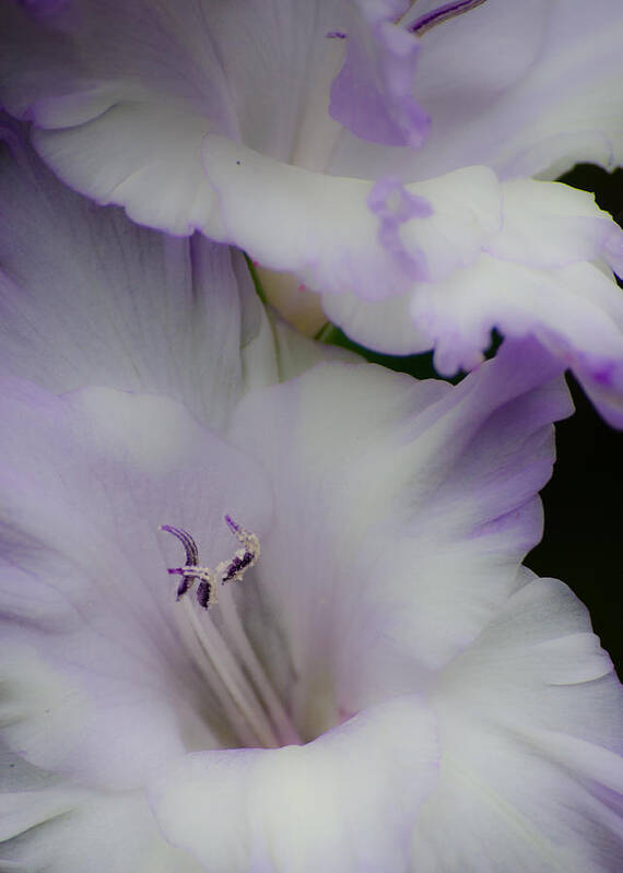 Flowers Art Print featuring the photograph Simplicity by Stewart Helberg