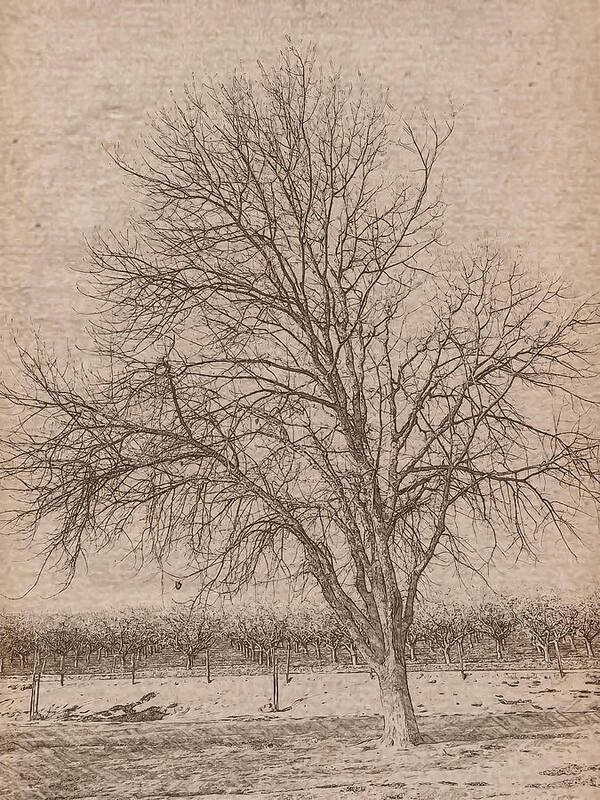 Winter Art Print featuring the photograph The Tree by Jonathan Nguyen
