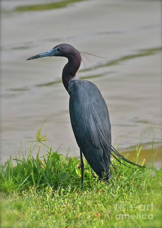 Heron Art Print featuring the photograph Small Blue Heron by Carol Bradley