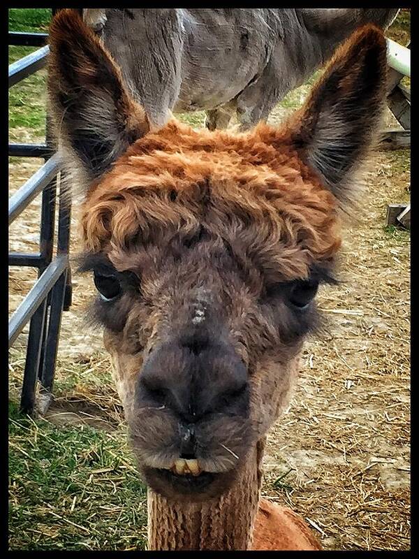 Smile Alpaca Ears Farm Yardeyes Nose Fibre Fur Art Print featuring the photograph Smile by David Matthews