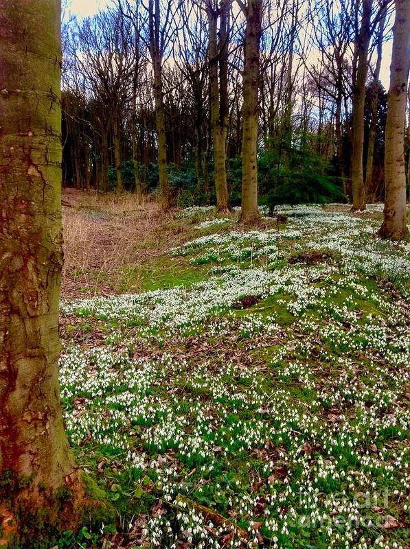 Snowdrops Art Print featuring the photograph Snowdrop Woods by Joan-Violet Stretch