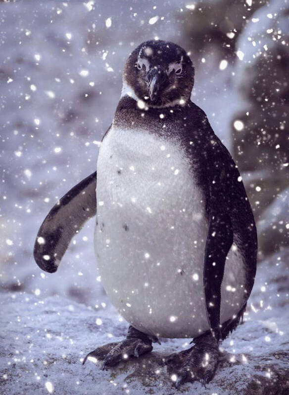 Penguin Art Print featuring the photograph SnowPenguin by Chris Boulton