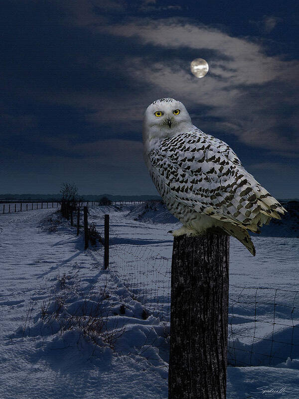 Owl Art Print featuring the digital art Snowy Owl On A Winter Night by M Spadecaller