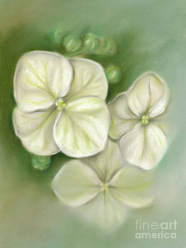 Botanical Art Print featuring the painting Soft Summer Hydrangea Blossoms by MM Anderson