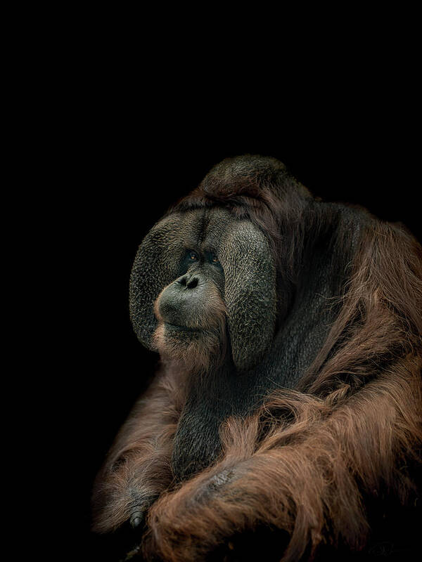 Orangutan Art Print featuring the photograph Somber by Paul Neville