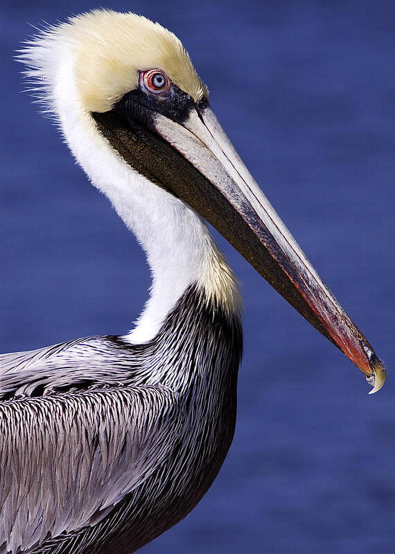 Southport Art Print featuring the photograph Southport Pelican 2 by Nick Noble