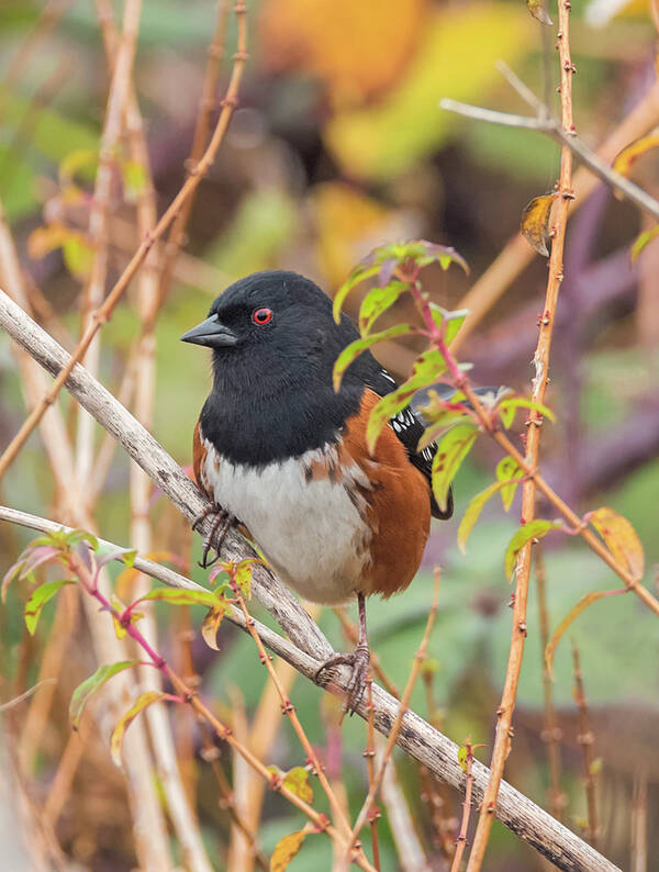 Loree Johnson Photography Art Print featuring the photograph Spotted Towhee by Loree Johnson